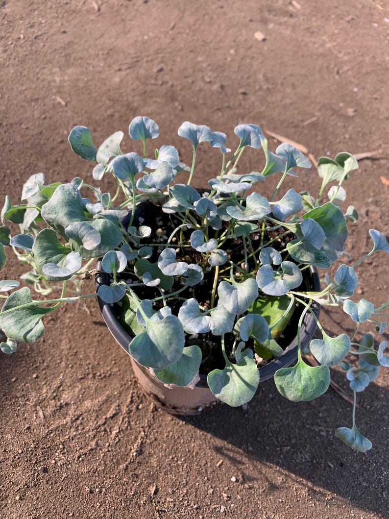 Dichondra ‘Silver Falls’ Live Plant 6” Pot, Trailing Green Foliage Ground Cover (Dichondra argentea)