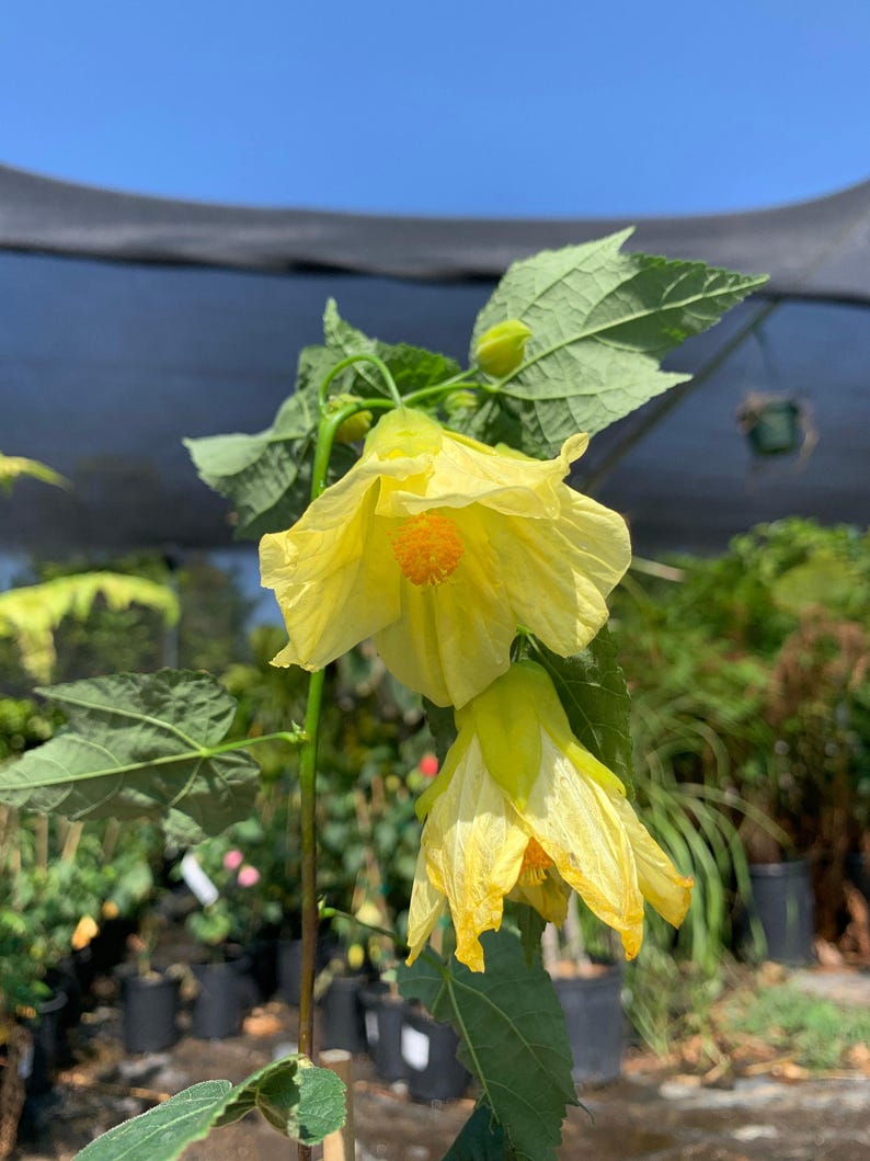 Abutilon Chiffon Live Plant in 6-Inch Pot – Yellow Flowering Maple Evergreen Shrub for Hummingbird Attraction