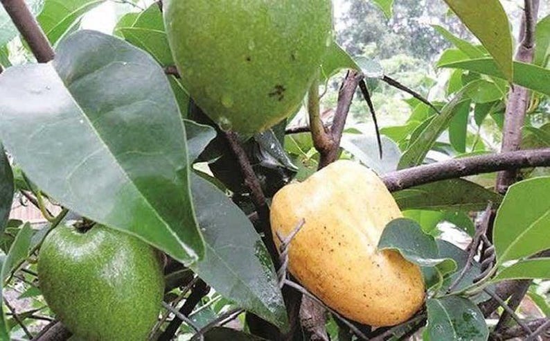 Pond Apple Tree - 1 to 2 Feet - Flood Tolerant Tropical Fruit - Annona Glabra - Live Plant in 6-Inch Pot