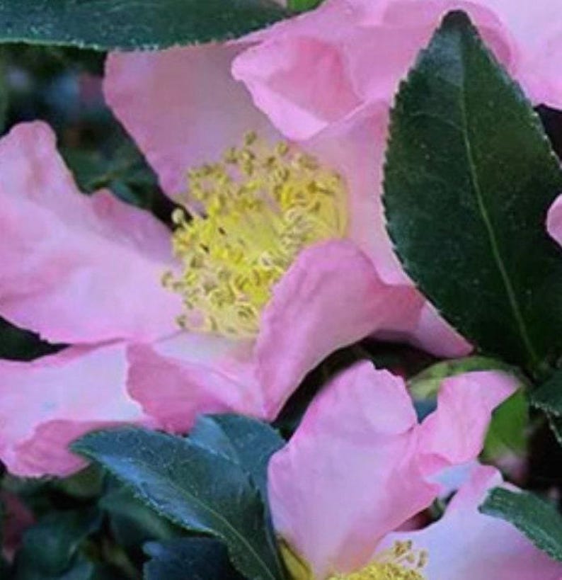 Camellia Plant 1 Gallon Cleopatra Variety Fragrant Blooms Camellia japonica 'Cleopatra'