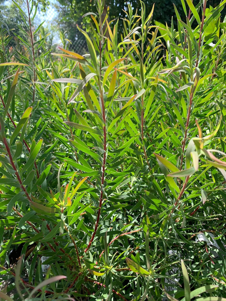 Leucadendron 'Chief' Live Plant 6" Pot, Red Growth Shrub, Leucadendron salignum, South African Focal Point Plant