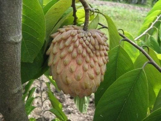 Lisa Atemoya Fruit Tree - Grafted Live Plant in 6" Pot - Annona squamosa x Annona cherimola Hybrid