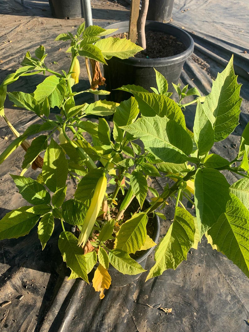 Brugmansia ‘Charles Grimaldi’ Angel Trumpet Plant - 3 Gallon Golden-Apricot Flowers - Brugmansia spp.