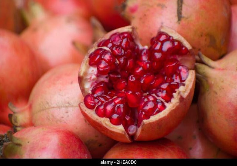 Pomegranate Plant 3 Gallon Pot Fruit-Bearing Shrub Punica granatum Perfect for Garden & Container Gardening