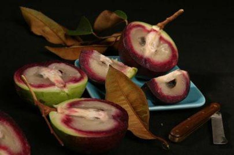 Caimito Plant Seedling - 6" Pot - Purple & Green Tropical Fruit Tree - Chrysophyllum cainito - Home Garden Addition