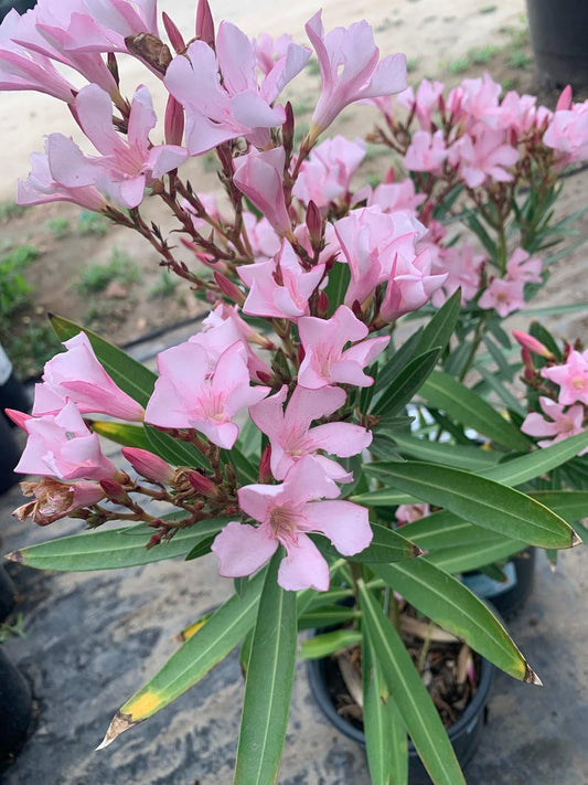 Nerium Oleander Live Plant 1ft Tall in 6" Pot - Pink Flowering Evergreen Shrub for Full Sun, Hardy, Garden, Landscape
