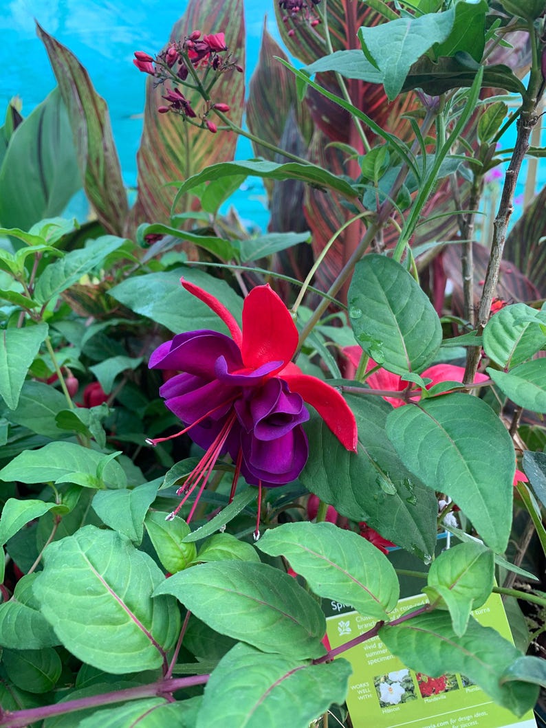 Giant Voodoo Fuchsia Plant - 3 Gal Pot - Compact Bushy Growth - Fuchsia spp. - Ideal for Gardens and Landscaping
