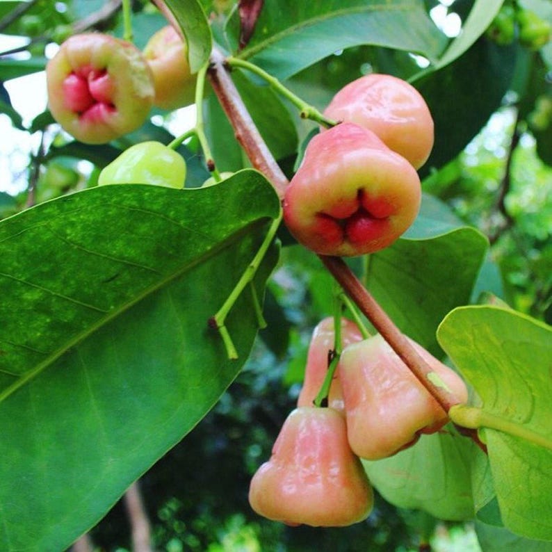 Wax Apple Plant 6" Pot - Syzygium Javanicum - Tropical Fruit Tree for Home Garden - 1 to 2 Feet Tall - Juicy Fruit Variety