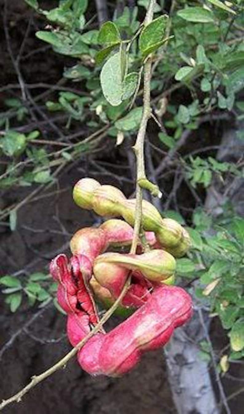 Guamuchil Plant - 1 ft in 6" Pot - Pithecellobium dulce - Edible Pods, Shade Tree, Hardy Varieties, Drought-Tolerant