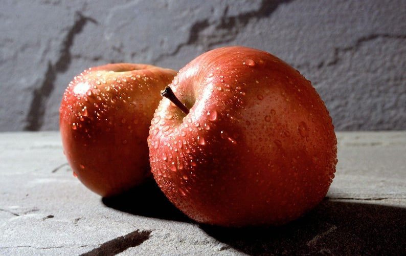 Fuji Apple Tree 3-Gallon Pot Low Chill Malus domestica Sweet Crisp Fruit Tree for USDA Zones 4-9