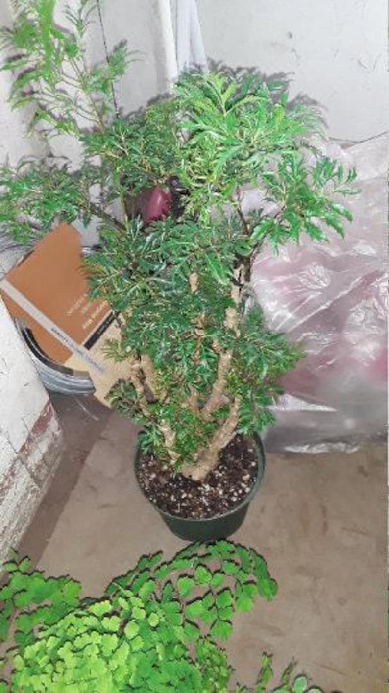 Ming Aralia Plant - 1' Indoor/Outdoor - Polyscias fruticosa - Live Plant in 6" Pot - Easy Care Bonsai Option