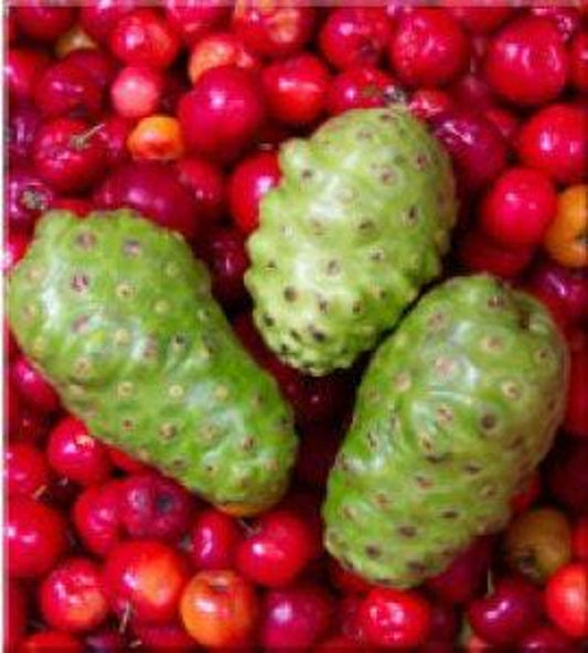 Noni Plant Live in 3-Gallon Pot | Morinda citrifolia | Tropical Fruit Tree for Garden & Indoor Use