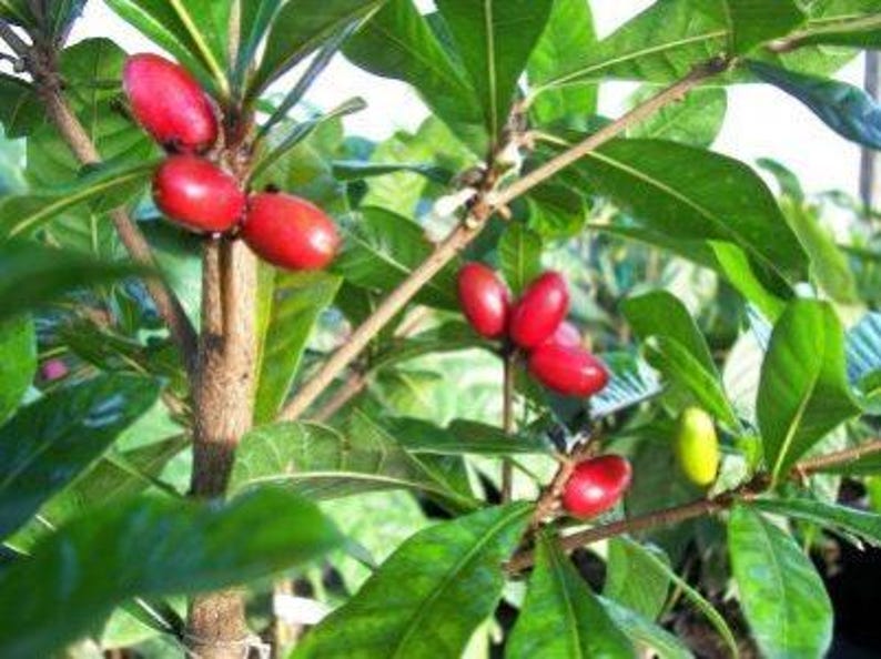 Miracle Fruit Plant - 3 Gal Pot - Synsepalum dulcificum - Unique Taste Altering Benefits - Indoor/Outdoor Shrub