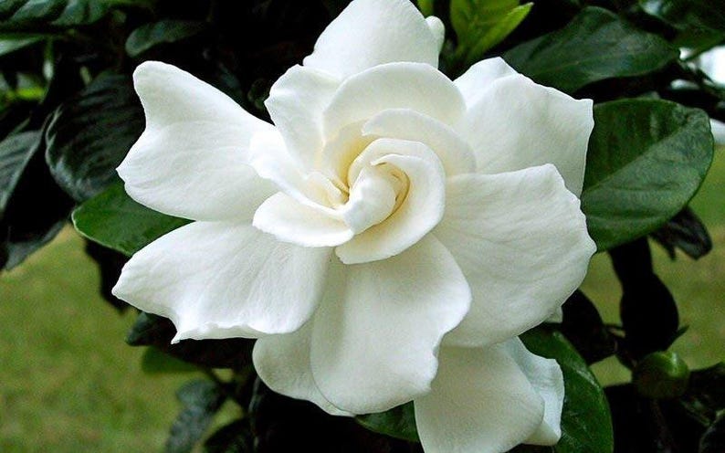 Gardenia Plant 1 Gallon August Beauty Fragrant Flowers Gardenia jasminoides Evergreen Hedge Container Accent