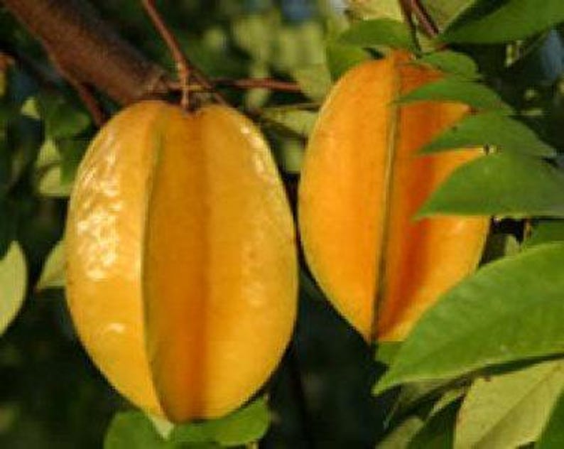 Carambola Live Plant 3 Gal Pot Sweet Starfruit Tree Averrhoa carambola Prolific Fruiting Compact Easy Care Gardening