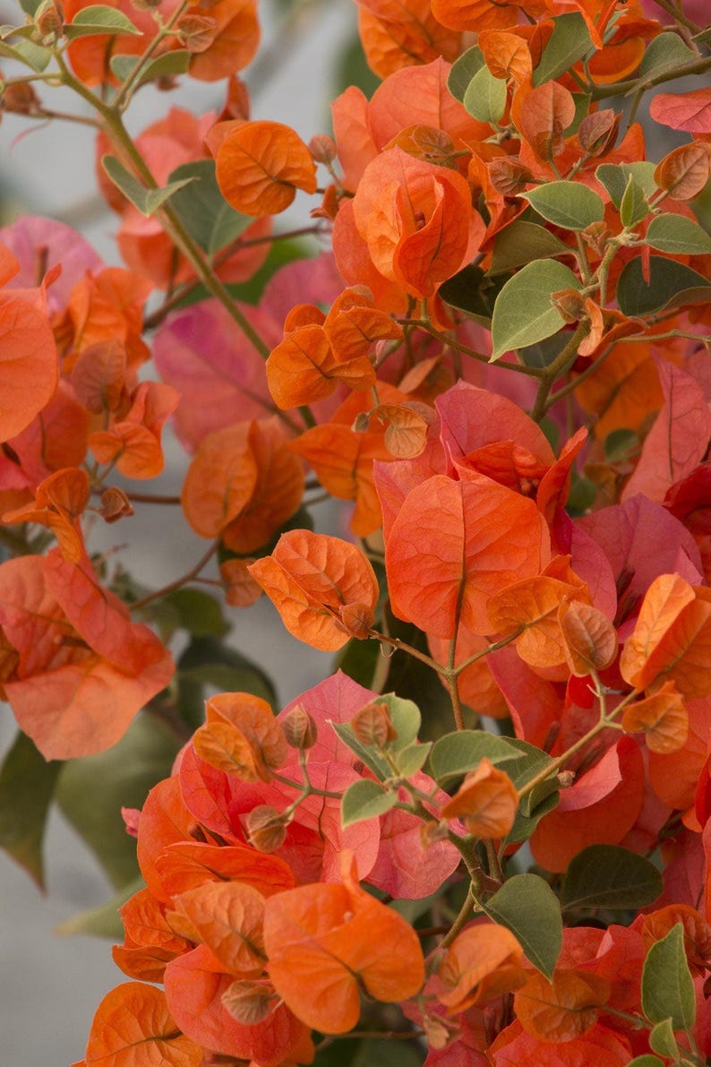 Bougainvillea Plant 1-2 Feet Orange King in 3 Gallon Pot - Bougainvillea spectabilis - Tropical Flowering Vine