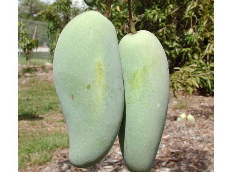 Brahm Kai Meu Mango Grafted Tree 3 Gal Pot - Thai Green Sweet Mango - Mangifera indica - Ideal for Home Gardens