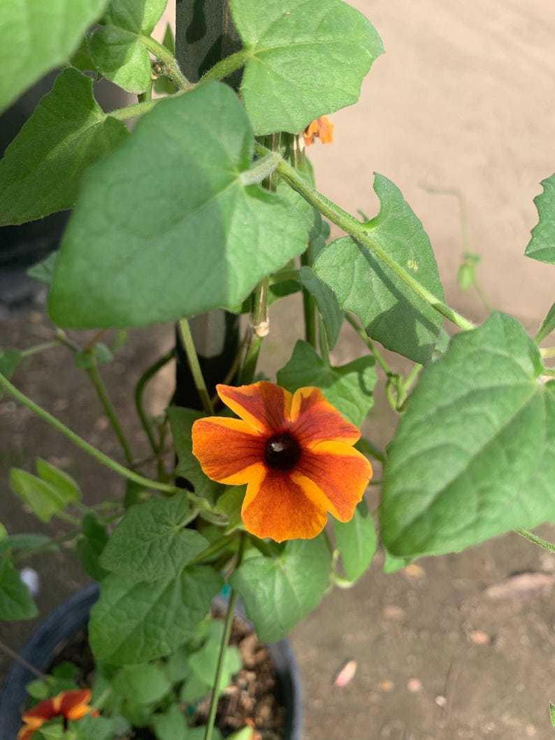 Amber Stripes Thunbergia Vine Live Plant 6" Pot - Climbing Flowering Plant Thunbergia Alata - Tropical Amber Yellow Stripes