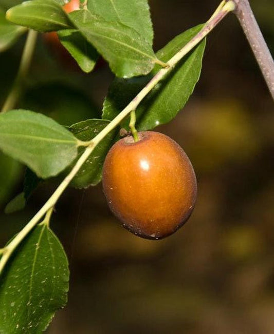 Grafted Sugar Cane Jujube Tree - 3-4 Feet Tall - Sweet Fruit - Ziziphus jujuba 'Sugar Cane' - Ready to Plant in 3-Gallon Pot