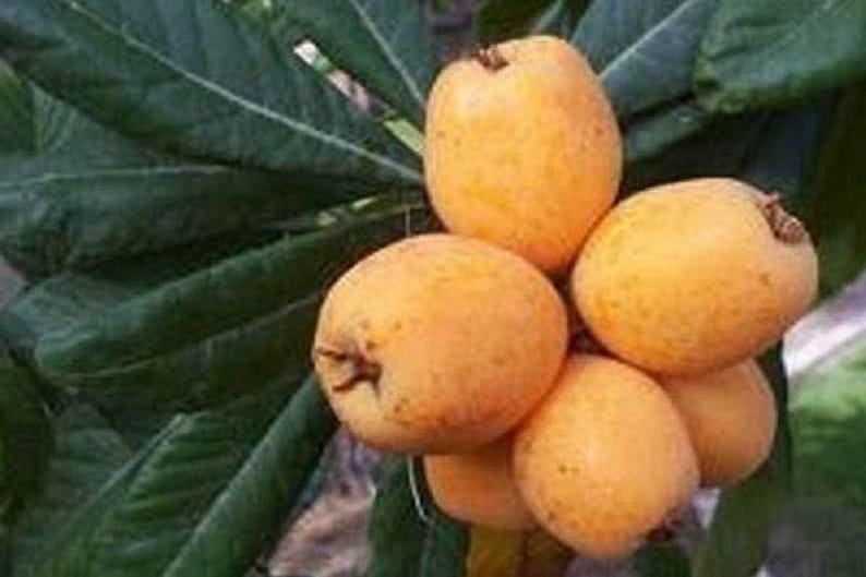 Grafted Loquat Tree 2ft Big Jim Variety Live Plant Eriobotrya japonica in 3gal Pot - Sweet Juicy Orange Fruits