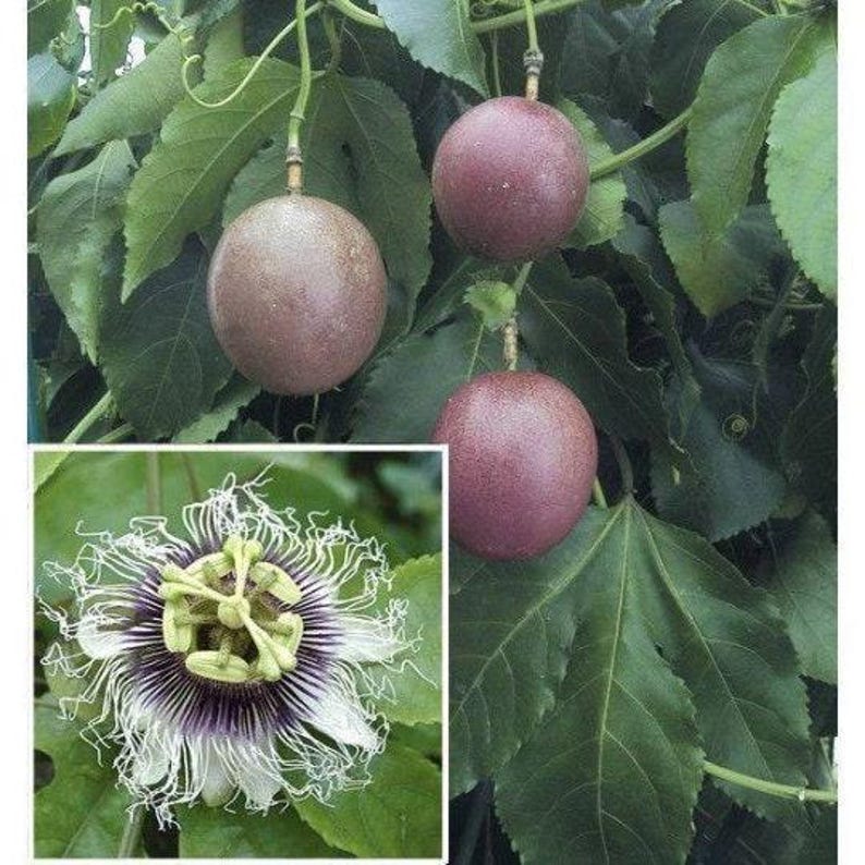 Purple Passion Fruit Plant - 6" Pot - Passiflora edulis - Self-Pollinating, Frilly Flowers, Sweet Fruit