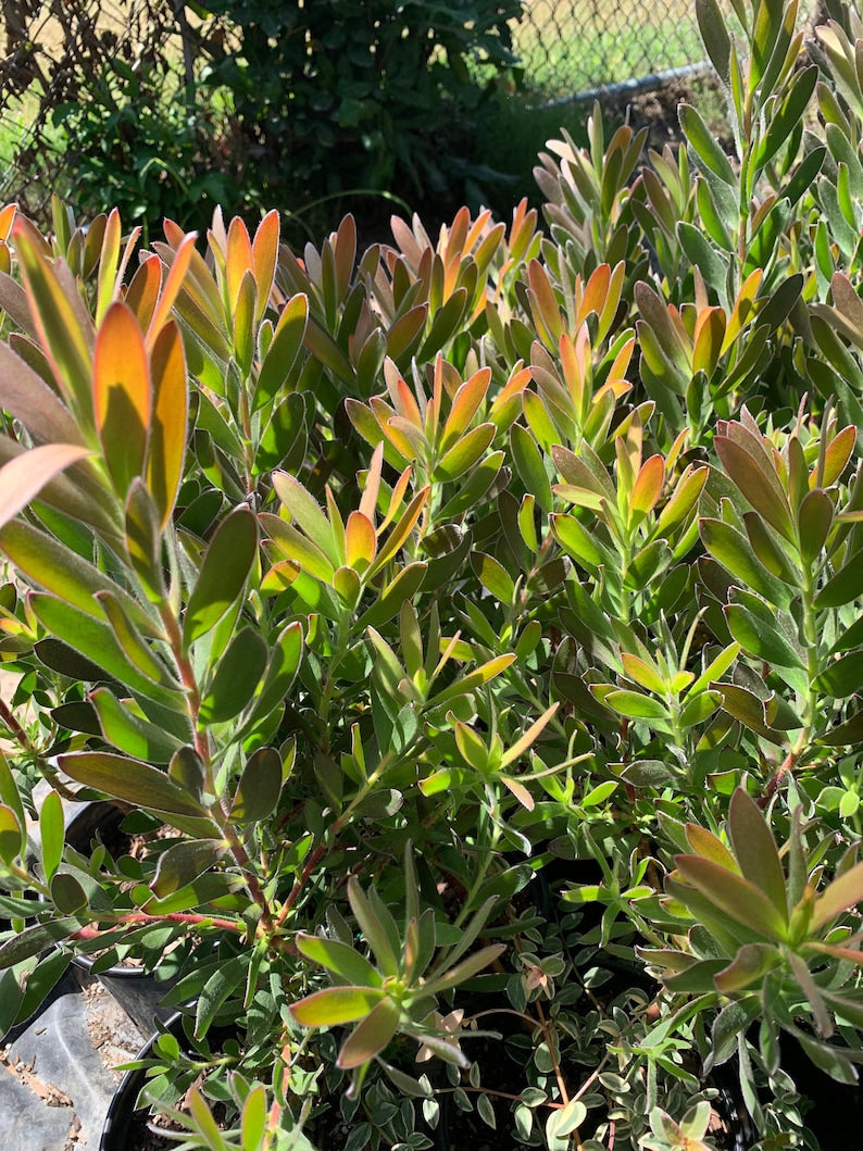 Leucadendron Safari Sunset Live Plant 1ft in 6" Pot, Evergreen Shrub with Red Bracts, Leucadendron salignum