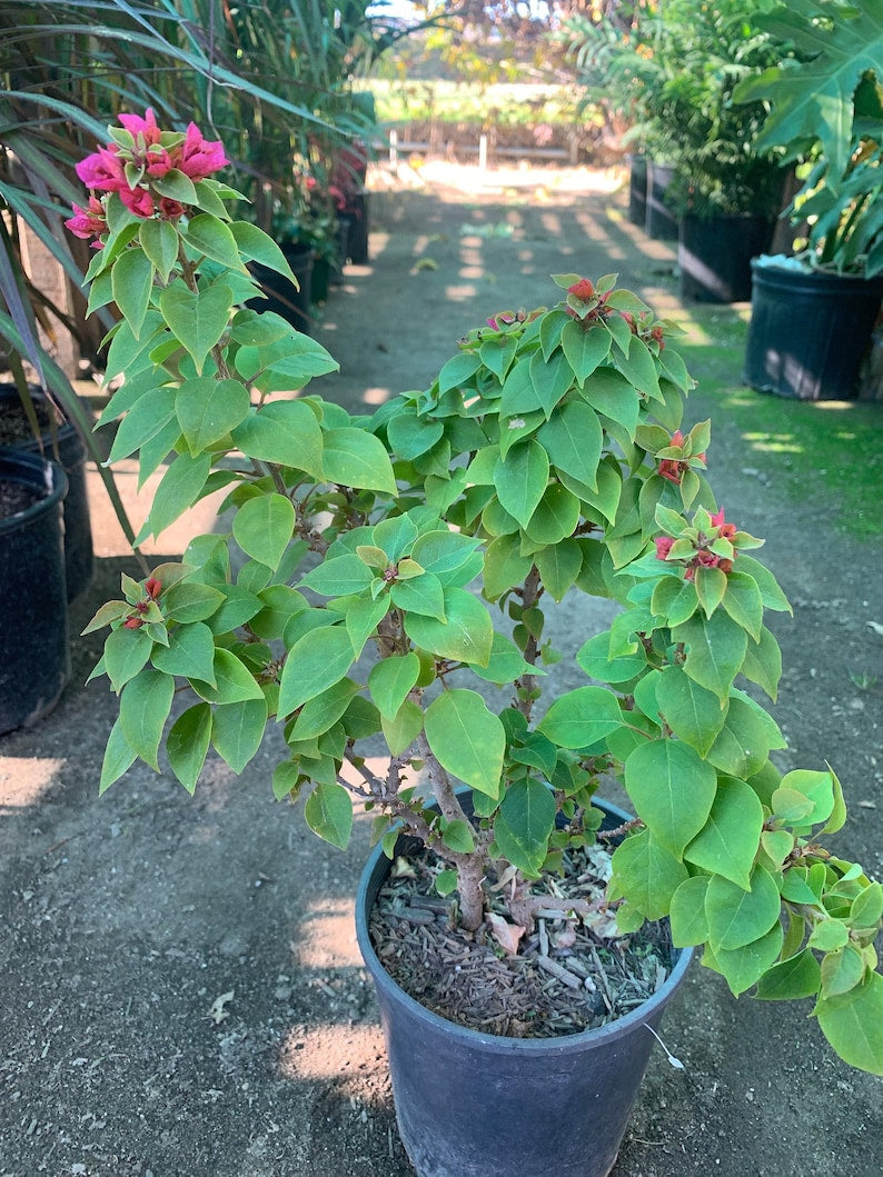 Bougainvillea Torch Plant - 2 to 3 Feet - Vibrant Pink & Purple Bracts - Bougainvillea glabra - 3 Gallon Pot