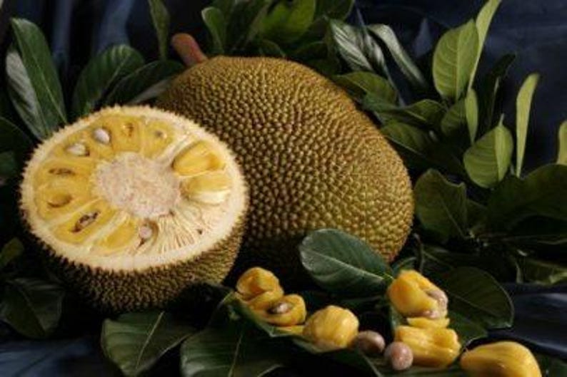 Jakfruit Plant - 3 Gallon Pot - Tropical Fruit Tree - Artocarpus heterophyllus - 2 to 3 Feet Tall - Home Garden Plant
