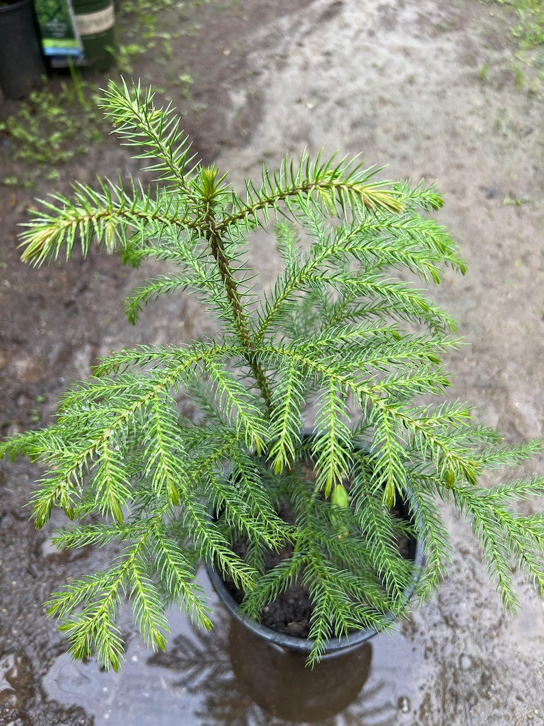 Norfolk Island Pine 1 ft Indoor Plant in 1 Gallon Pot - Araucaria heterophylla - Low Maintenance Houseplant for Home Decor