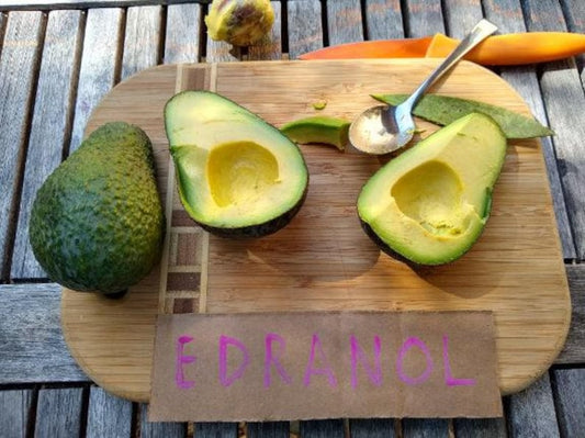 Grafted Edranol Avocado Tree - 2ft, Disease Resistant, Smooth Flesh, Persea americana, in 3-Gallon Pot