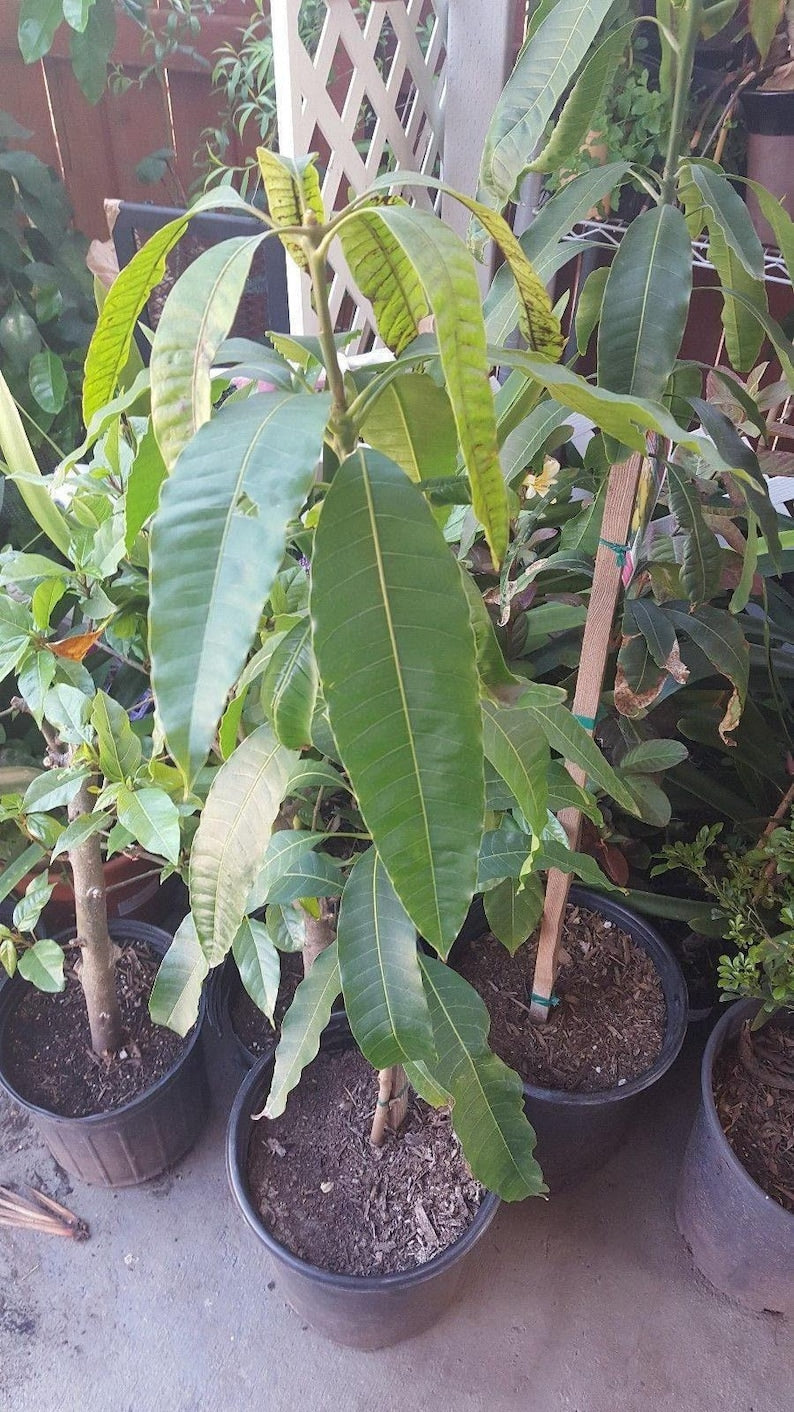 Manila Mango Tree Live Plant, 1-2 Feet Tall, Mangifera indica, Early Season Variety in 3 Gallon Pot