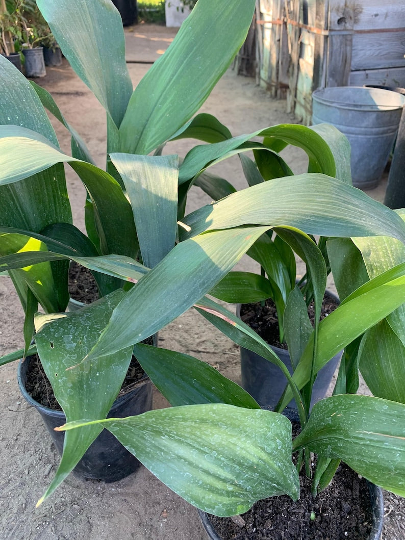 Cast Iron Plant Live Plant 6" Pot Aspidistra Elatior Low Light Indoor Foliage 6-10 Stems