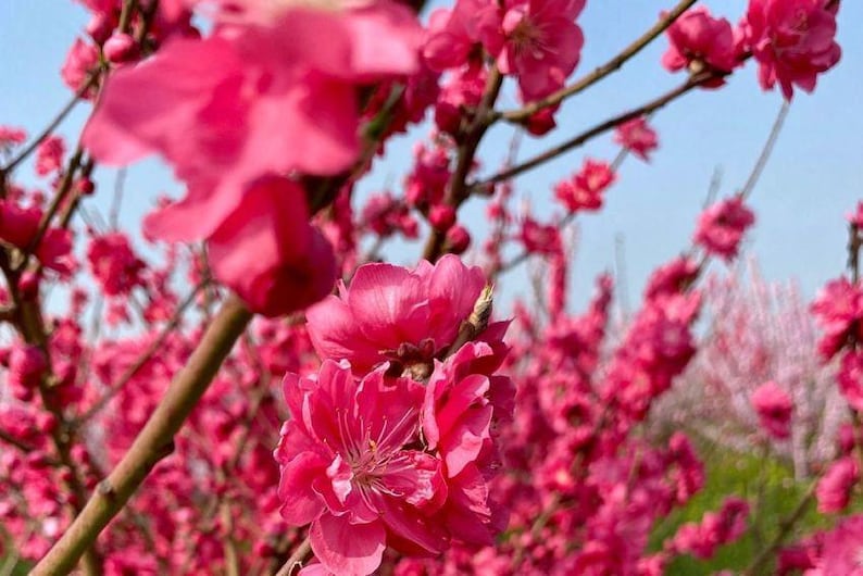 Early Red Flowering Peach Tree 3 Gal Pot - Double Red Flowers - Prunus persica - Deciduous - Spring Blooms - Zones 6-9