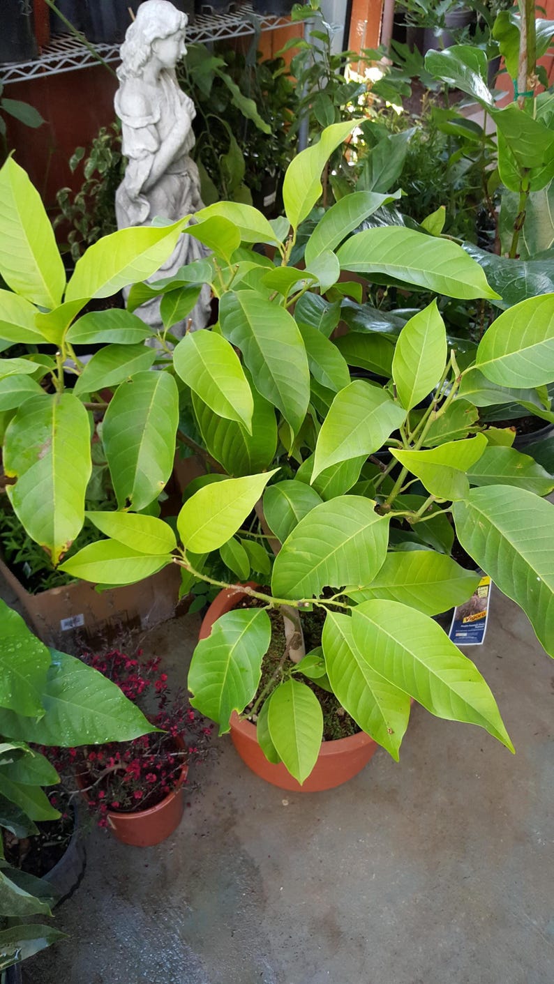 White Champaca Tree - 4 to 5 Feet - Michelia Alba - Air Layered - Fragrant Bloomer - Ships in 3 Gallon Pot