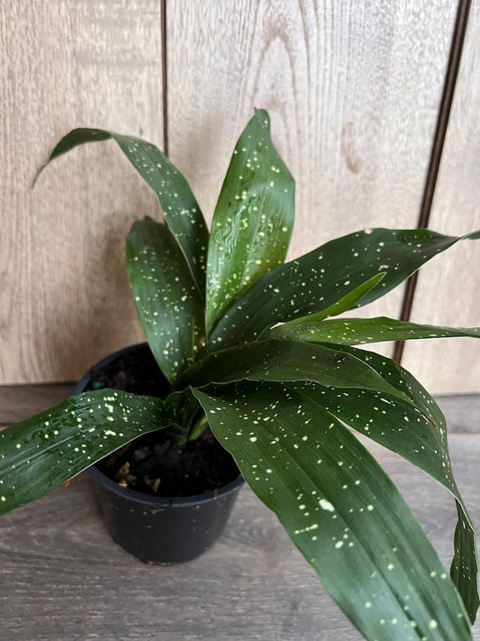 Milky Way Cast Iron Plant in 4" Pot, Aspidistra Elatior 'Milky Way', Low Light Indoor Houseplant, Pet Safe, Durable, Non-Toxic