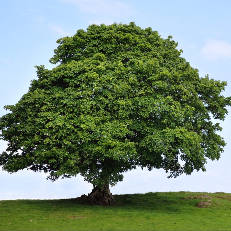 American Sycamore Tree 2-3' - Fast Growing Shade Tree, Platanus occidentalis, Adaptable for Any Soil, Bare Root