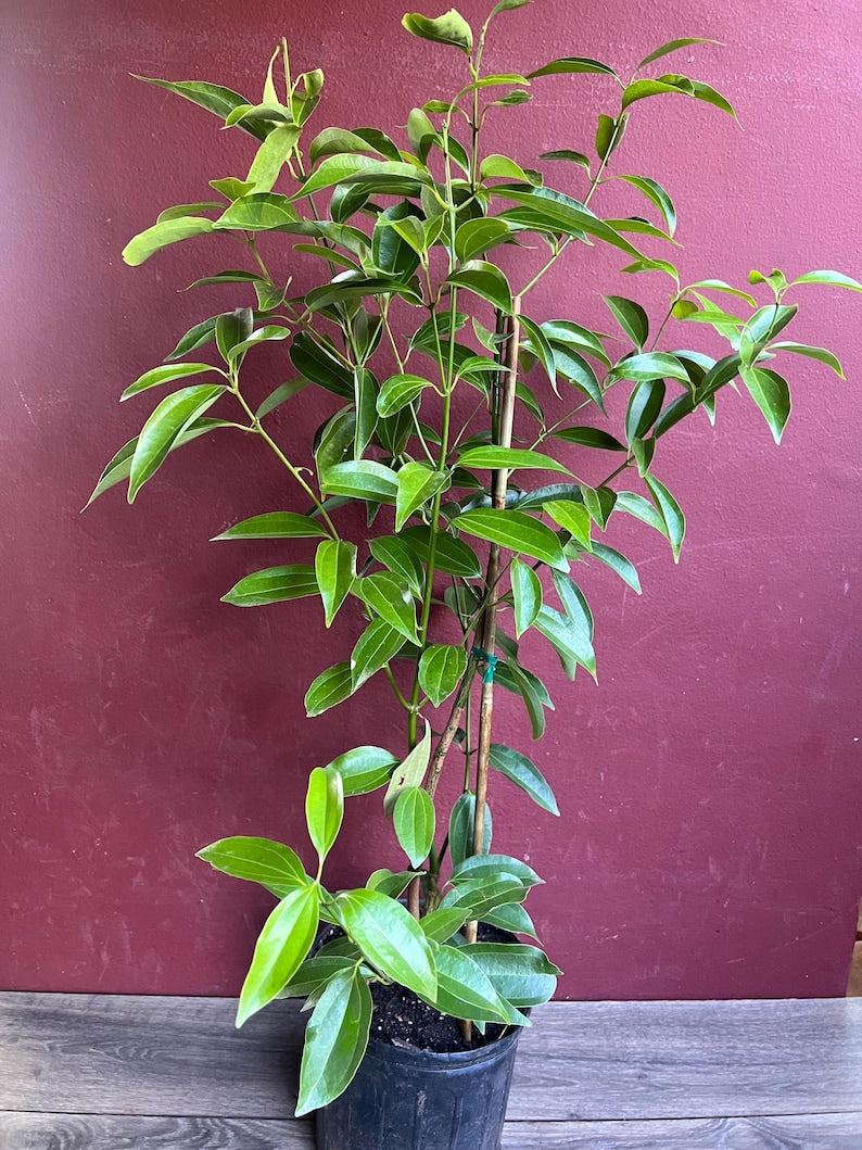 Cinnamon Tree 10" Pot Ceylon Cinnamon Cinnamomum zeylanicum Aromatic Spice Plant for Culinary Use