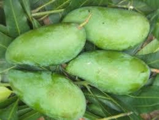 Grafted MUN KUN SI Mango Tree in 3-Gallon Pot | Sweet Yellow Fruit | Mangifera indica | Tropical Garden Plant