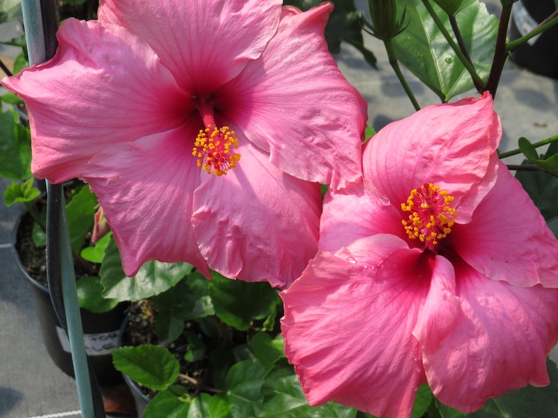 Hibiscus Plant 3 Gallon Pink 'Agnes Gault' Live Tropical Hibiscus (Hibiscus rosa-sinensis) - Hardy, Low Maintenance, Garden Favorite