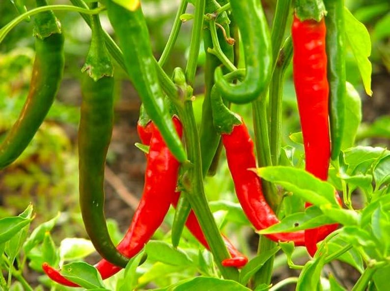 Thai Dragon Pepper Live Plant - 3" Pot - Capsicum annuum - Compact Bushy Variety for Indoor or Outdoor Gardening