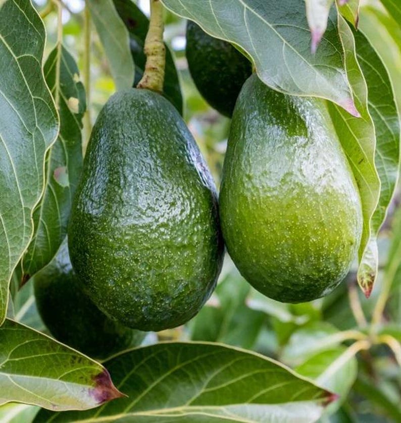 Grafted Day Avocado Tree - 3 Gal Pot - Medium-Sized Fruit - Persea americana - Cold Tolerant, Easy to Grow Variety