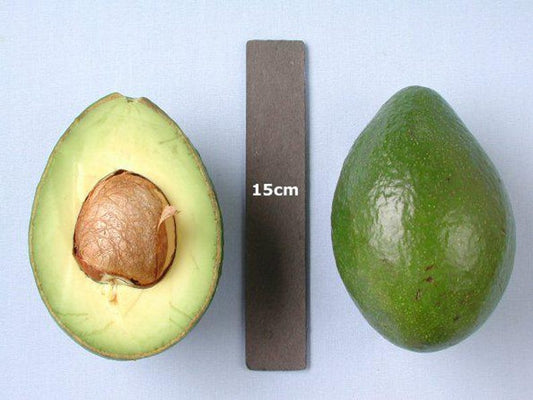 Grafted Avocado Tree 3-Gallon Pot Booth8 Variety Persea americana for Home Gardens and Patio