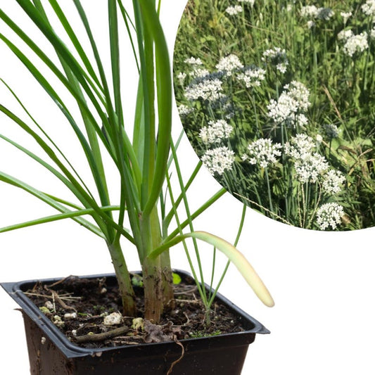 Organic Garlic Chives Plant 2.5-Inch Pot Allium tuberosum Perennial Herb for Edible Flowers & Culinary Use