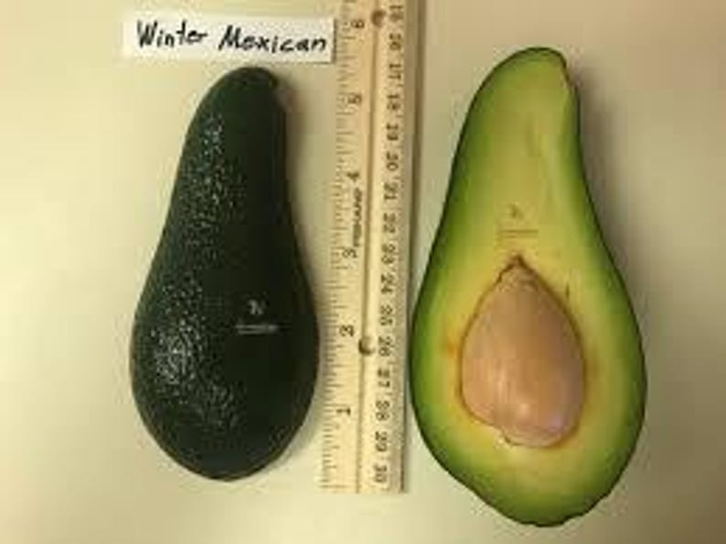 Grafted Winter Mex Avocado Tree 3Gal Pot Cold Hardy Creamy Flesh Persea americana