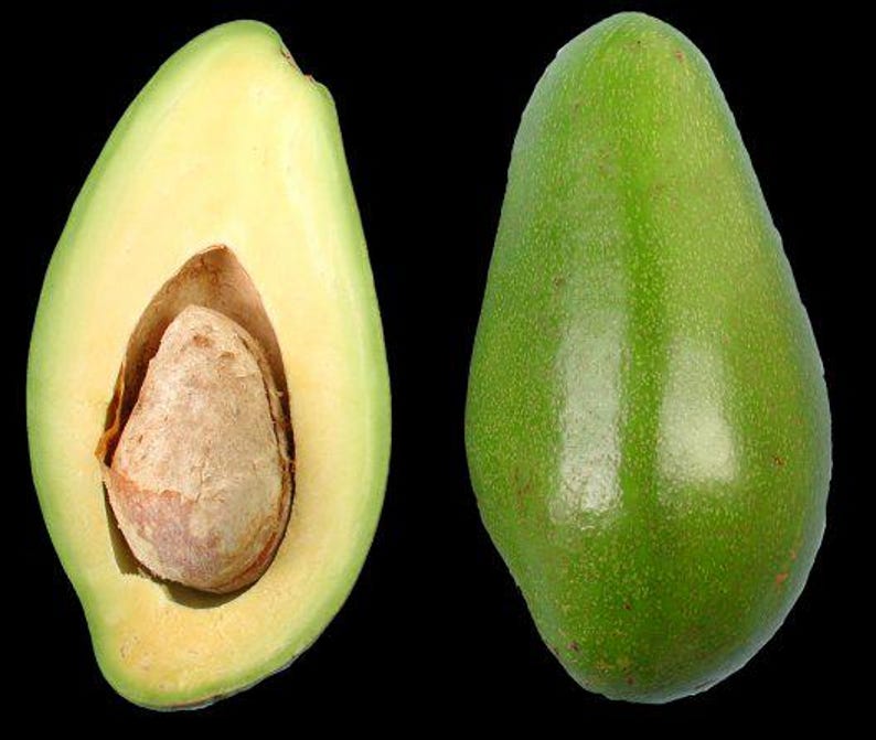 Doni Avocado Tree - Grafted 3Gal Pot - Florida Premium Variety - Persea americana - Perfect for Home Garden