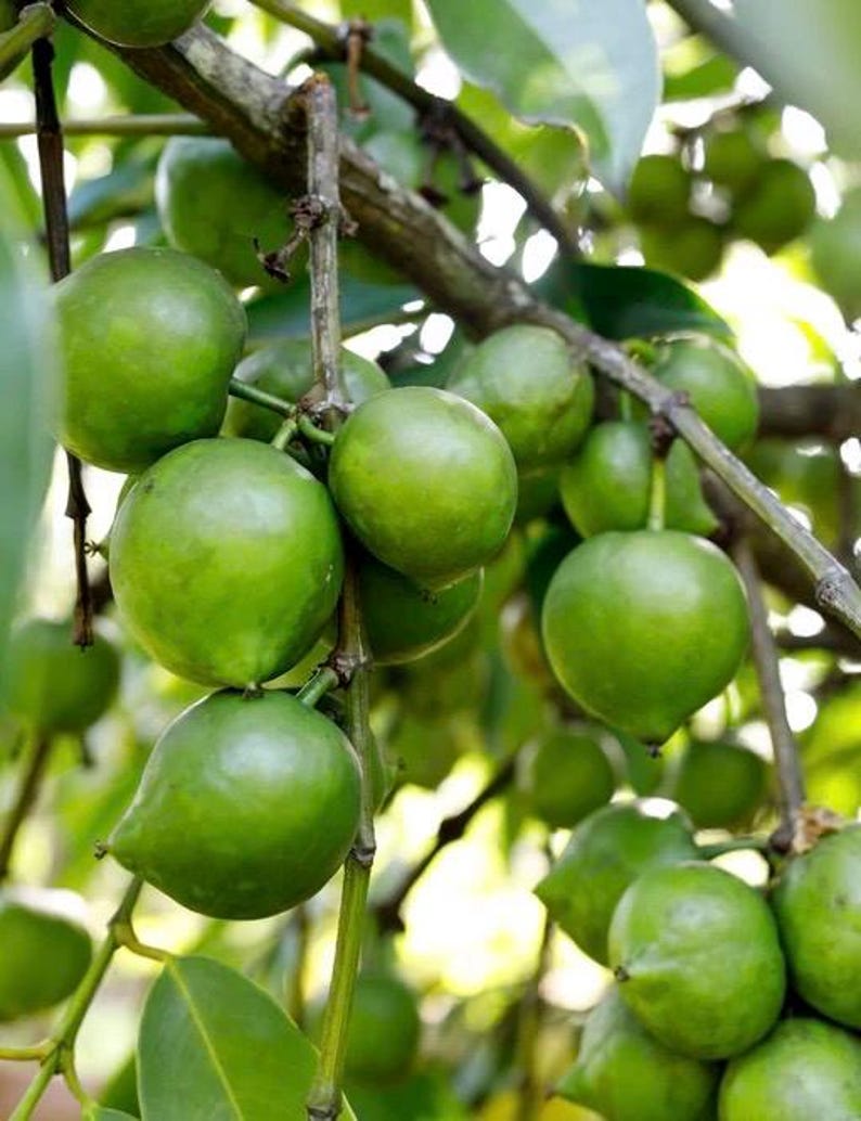 Black Sapote Tree in 3-Gallon Pot | Grafted Diospyros digyna | Tropical Dessert Fruit Plant | Chocolate Pudding Fruit Tree