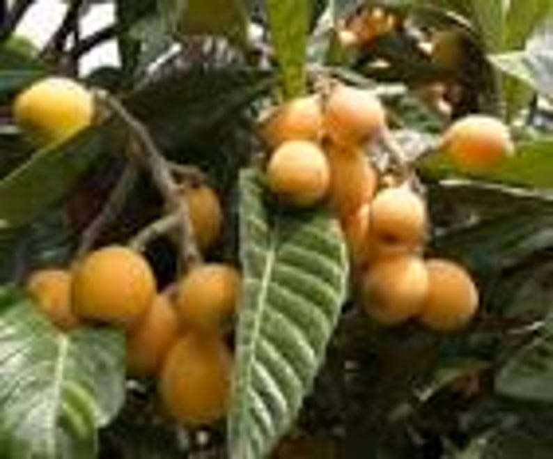 Golden Nugget Loquat Seedling Tree - 1 ft Live Plant in 6" Pot - Eriobotrya japonica with Good Roots for Home Garden