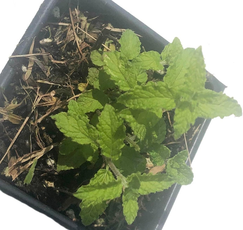 Organic Strawberry Mint Plant 2.5-Inch Pot, Sweet-Scented Leaves, Mentha x piperita 'Strawberry', Perennial Herb