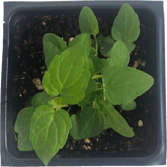 Organic Skullcap Plant 2.5-inch Pot, Blue Flowers, Native Perennial, Scutellaria lateriflora, Deer Tolerant, Wet Site Suitable