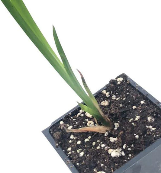 Organic Sweet Flag Plant in 2.5-inch Pot, Acorus americanus, Native Wetland Plant for Pond Edges & Wet Habitats